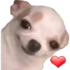 CHIHUAHUAS 26