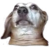 Perritos 29