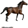 Cavalos 29