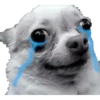 CHIHUAHUAS 27