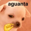 aguanta
MEES DEL PERRITO