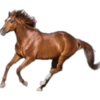Cavalos 30