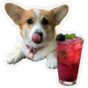 Perritos 30