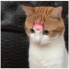 Gatitos con corazones 5