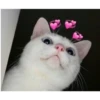Gatitos con corazones 6