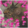 Gatitos con corazones 16