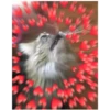 Gatitos con corazones 18