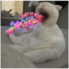 Gatitos con corazones 19