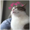 Gatitos con corazones 27