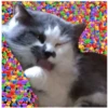 Gatitos con corazones 29