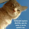 modo uwu 8