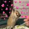 modo uwu 10