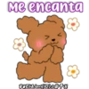 Caniche Dog🐕🇵🇪 20