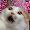 modo uwu 17