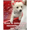 Perritos☆♡ 2 6