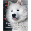 Perritos☆♡ 2 7