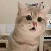 Mas Gatitos [PM] 5