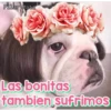 Perritos Con Frases Pendejas 6
