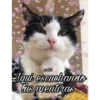 Gatos UwU🐈🍃💜 5