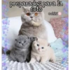 Gatos UwU🐈🍃💜 6