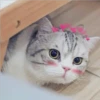Mas Gatitos [PM] 6