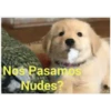 Perritos☆♡ 2 8