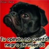 Perritos Con Frases Pendejas 8