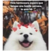 Perritos☆♡ 2 9