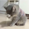 Mas Gatitos [PM] 9