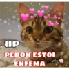 Gatos UwU🐈🍃💜 9