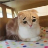 Mas Gatitos [PM] 10