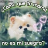 Perritos Con Frases Pendejas 9