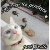 Gatos UwU🐈🍃💜 11