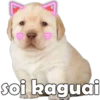 PERRITO PACK 9 9