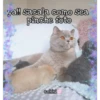 Gatos UwU🐈🍃💜 12