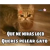 Gatos UwU🐈🍃💜 14
