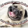 Perritos Con Frases Pendejas 10