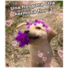 Perritos☆♡ 2 12