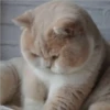 Mas Gatitos [PM] 12