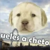 PERRITO PACK 9 10