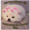 Perritos☆♡ 2 13