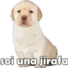 PERRITO PACK 9 12
