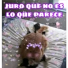 Gatos UwU🐈🍃💜 19