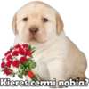 PERRITO PACK 9 13
