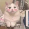 Mas Gatitos [PM] 15