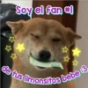 Perritos Con Frases Pendejas 12