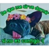 Perritos Con Frases Pendejas 13