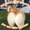 Perritos Con Frases Pendejas 14