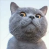 Mas Gatitos [PM] 16