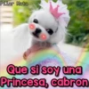 Perritos Con Frases Pendejas 16